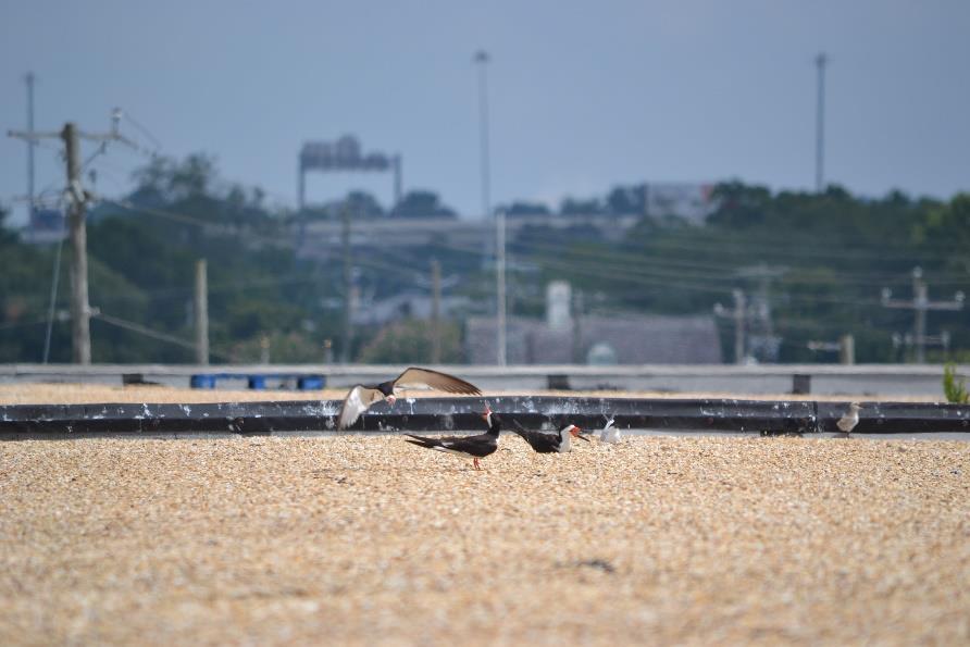 These rooftop nesting birds are protected by state and/or federal laws, so it is important to recognize their presence and spread awareness about rooftop nesting.