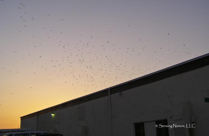 Even from the ground, you can often see and hear seabirds flying to and from the rooftop, especially during the early morning and late evening hours of