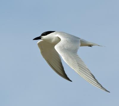 Skimmer Black Skimmer Gull-Billed Tern No person shall take*, possess, or