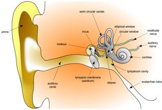 v=dcyz8- eas1i Sound goes from the outer ear through the ear canal to the middle ear where it meets the eardrum.