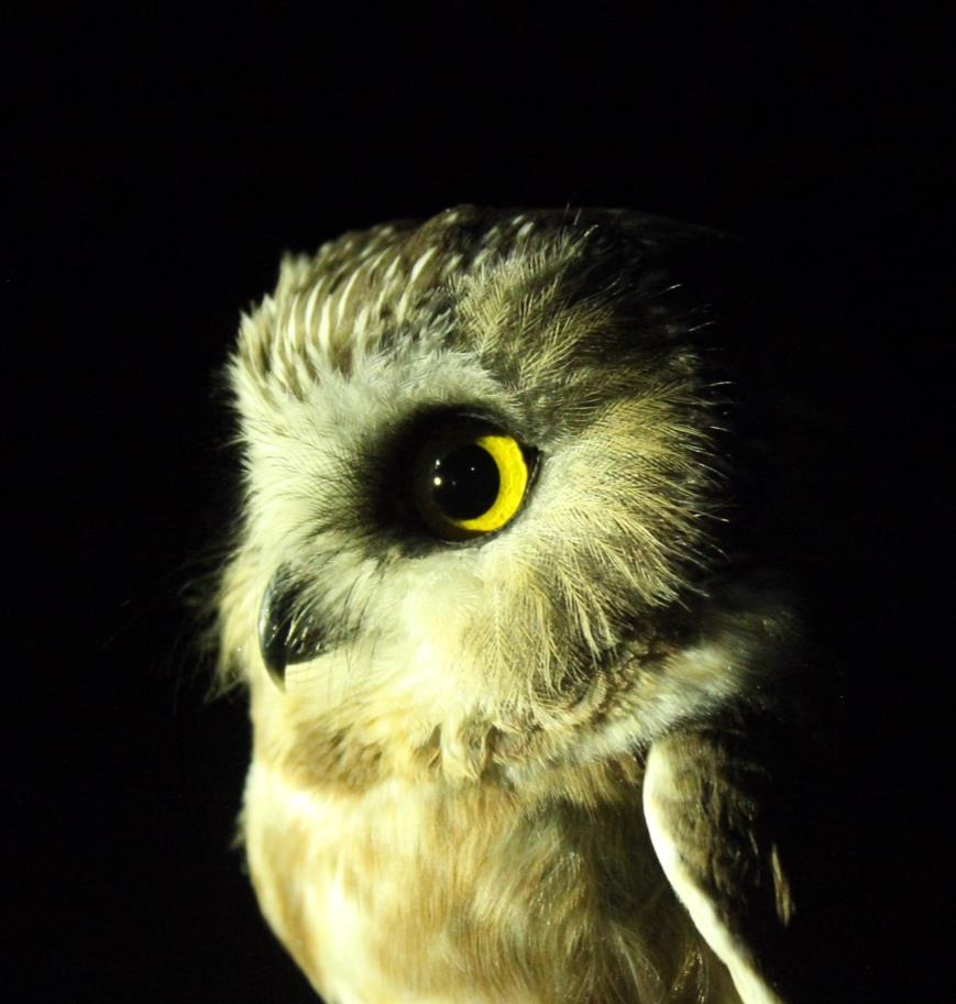 Northern Saw-whet Owl Portrait Northern Saw-whet Owl