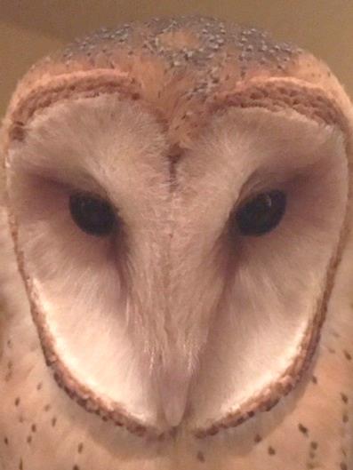 In fact, all the facial features of owls play some role in their hunting success. The facial disk or ruff is made up of stiffened Snowy Owl, P.