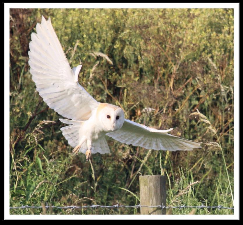 Barn owl Barn owls have declined both nationally and in Norfolk. Barn owl numbers have fallen by more than half since 1932.