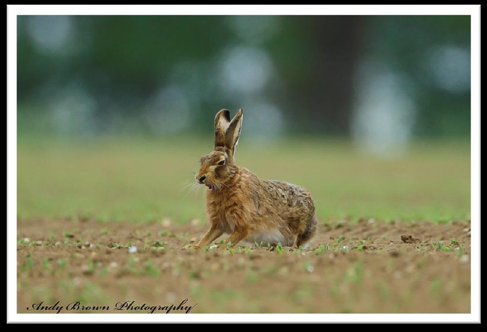 Brown hare Numbers of the once common brown hare have shown a steady decline in England since the 1960s. This may be linked to changes in the way crops are grown and grasslands are managed.