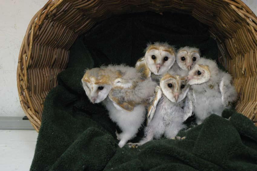 World Bird Sanctuary has released over 800 Barn Owls since this program began in the mid-1980 s, resulting in the Barn Owl being removed from the Endangered Species list in 2009.