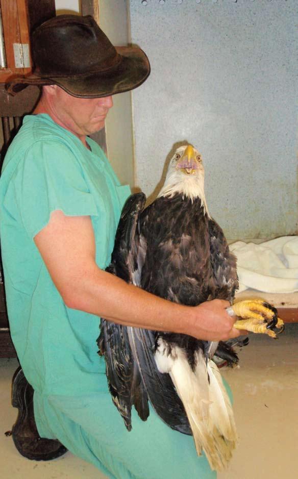 The wildlife hospital focuses on delivering high-quality and successful raptor rehabilitation services that will help us to better determine and