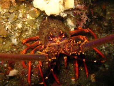 Rock lobster, Jasus edwardsii Difference in abundance between