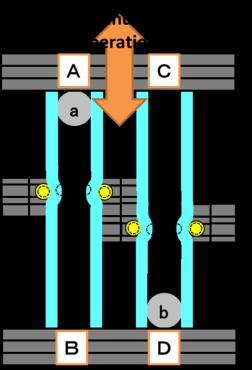 5 (e). stages connected with each other. Two tubes are set on parallel with a distance of 20 mm.
