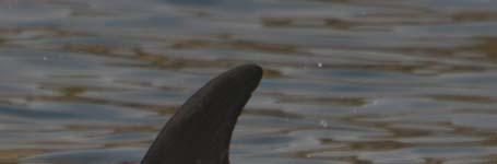 dolphins from