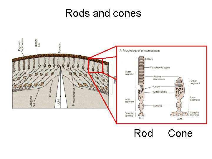 Slide 23 Two types of phtoreceptor cell, rods and cones. We will go into their different functions in later slides.