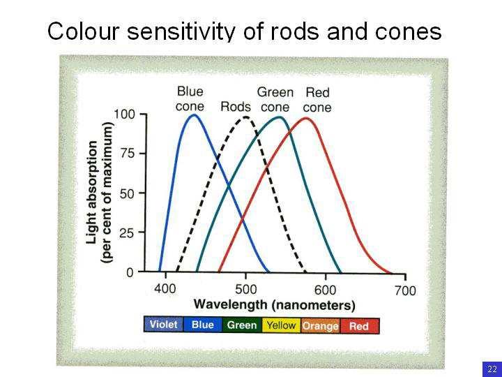 Slide 25 The colour sensitivities of the cone pigments.