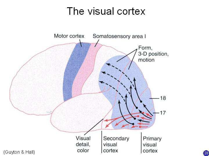 Slide 28 The two optic nerves meet at the optic chiasm (named for its X shape, after the Greek letter chi, χ). Some fibres cross over those from the nasal side of the retina (i.e. the side nearer the nose).