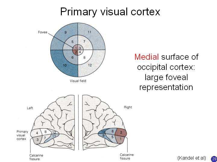 Slide 29 The primary visual cortex is at the occipital lobe of the brain (at the back). It detects edges and very simple features of what we see. It is Brodmann s area 17.