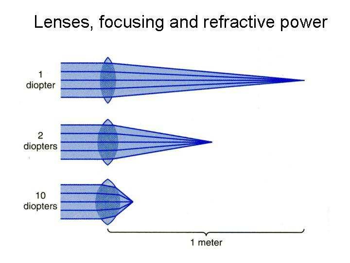 Slide 6 A convex lens will focus light onto a point.