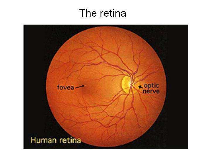 e. the might has to go around them in order to reach the photoreceptors. Note that the peripheral retina has many blood vessels, the fovea few.