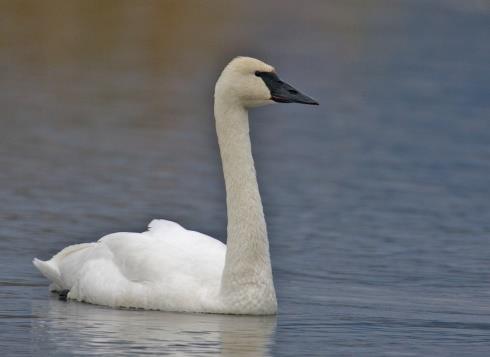 Kaye Longacre Trumpeter Swan, Wikimedia Our three-quarters of a mile of St.