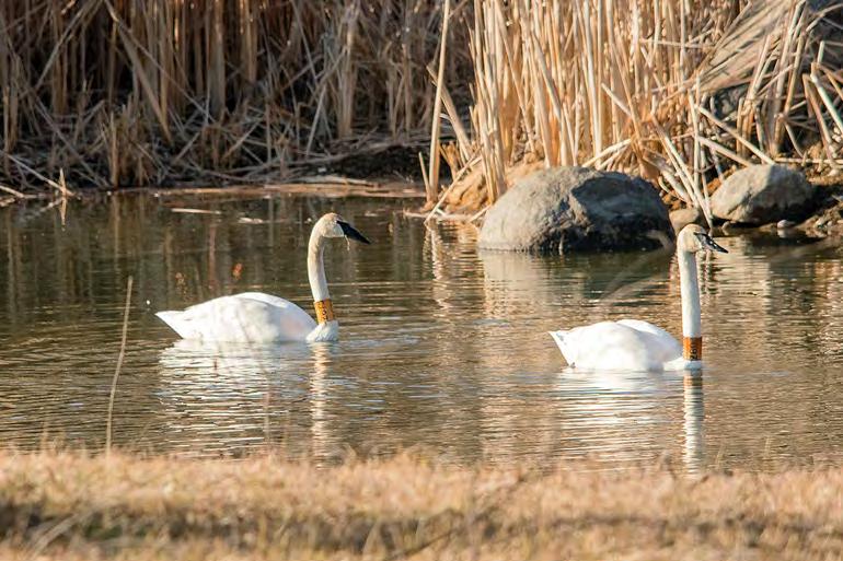 Photographic Highlights Trumpeter Swan (Cygnus buccinator). This pair of Trumpeter Swans at Bullfrog Rd.