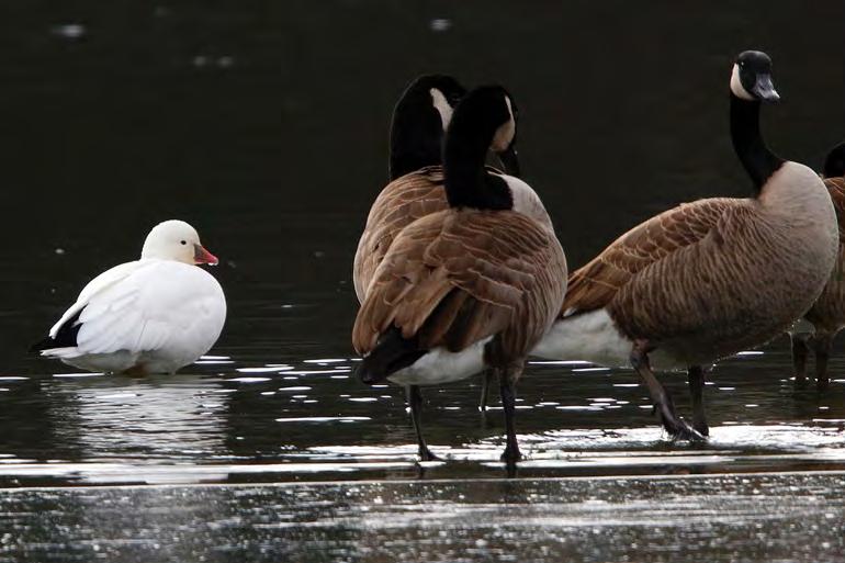 in Virginia the past couple years. (Bonita Portzline) Snow Goose (Chen caerulescens).