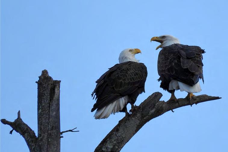 Resident Bald Eagle pair at Forevergreen Nature Preserve, Monroe 24 February.