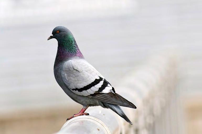 Rock Pigeon (Columba livia).