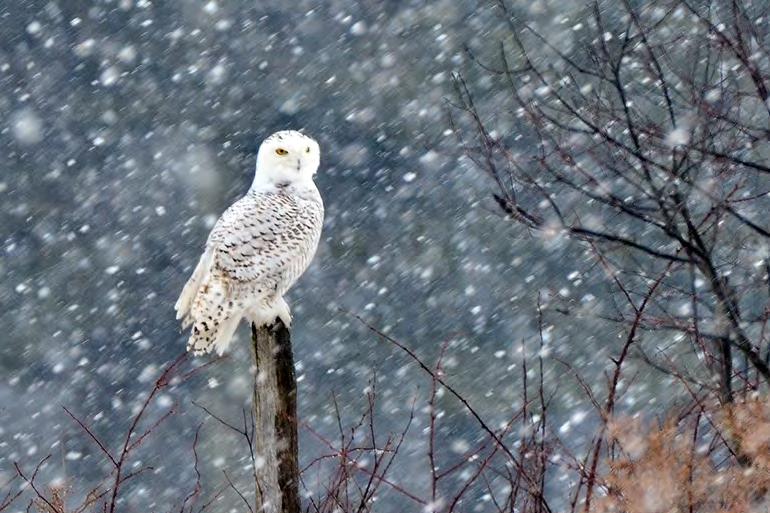 12) February. (Kevin Raymond) Great Horned Owl (Bubo virginianus).