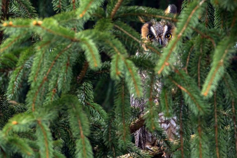 (Adrian Melck) Long-eared Owl (Asio otus).