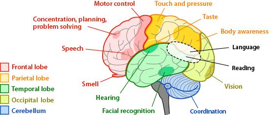 Touch 8% Hearing 2% Smell - < 1% Over 60% of brain