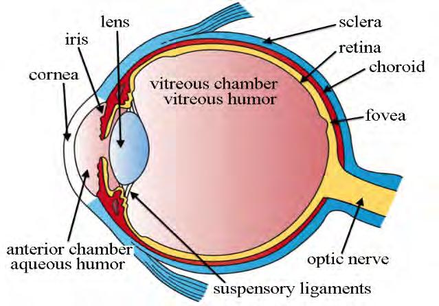The Human Eye Light passes through cornea and lens onto retina