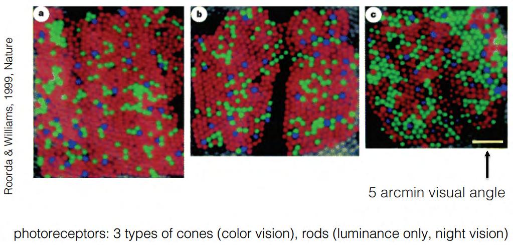Photoreceptors Rods and Cones Retina