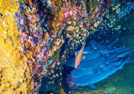 KEY TOPICS ABOUT WORLD OCEAN SUMMIT 2019 As the centrepiece of The Economist Group s World Ocean Initiative, the World Ocean Summit will look at the threats to the ocean that come from the land.