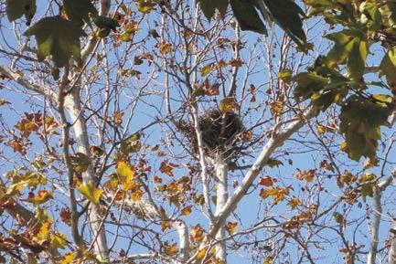 Photograph 2: Tree 531 closeup view of nest.