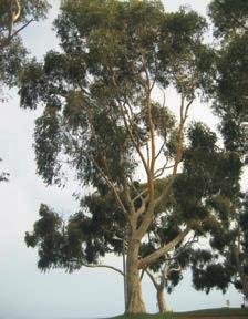 Photograph 5: Tree 784 with heronry.