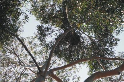 Photograph 6: Tree 752 with single crow or raptor