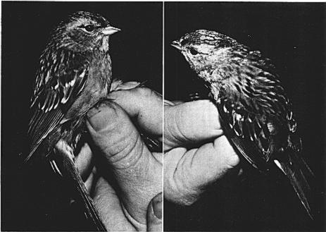 596 Short Communications [Auk, Vol. 96 Fig. 1. 1978. Apparent hybrid Zonotrichia atricapilla x albicollis, caught and photographed on 12 January Center. Wing length of 20 male and 20 female Z.