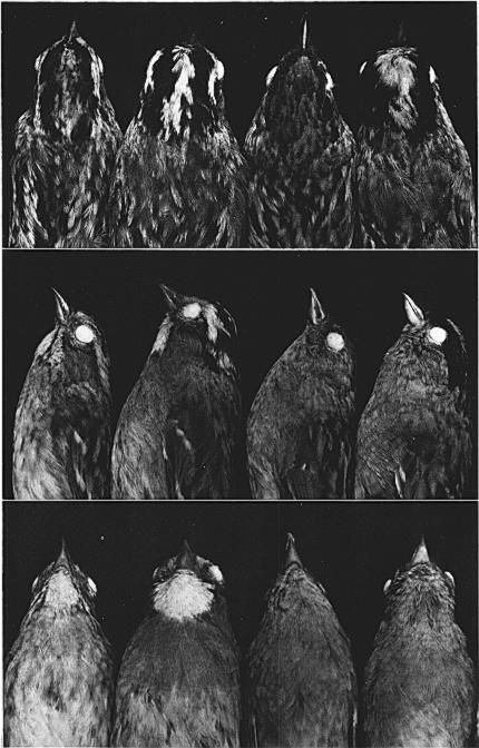 July 19791 Short Communications 597 Fig. 2. Photographs of museum specimens of Zonotrichia sparrows showing extremes in variation of plumage. From left to right: Z. albicollis male, UMMZ 115,091; Z.