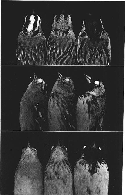 598 Short Communications [Auk, Vol. 96 Fig. 3. Photographs of an apparent hybrid Z.