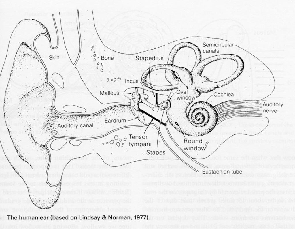 The Ear From Coren, Ward, & Enns. Sensation and 6 th ed. John Wiley & Sons, Inc.