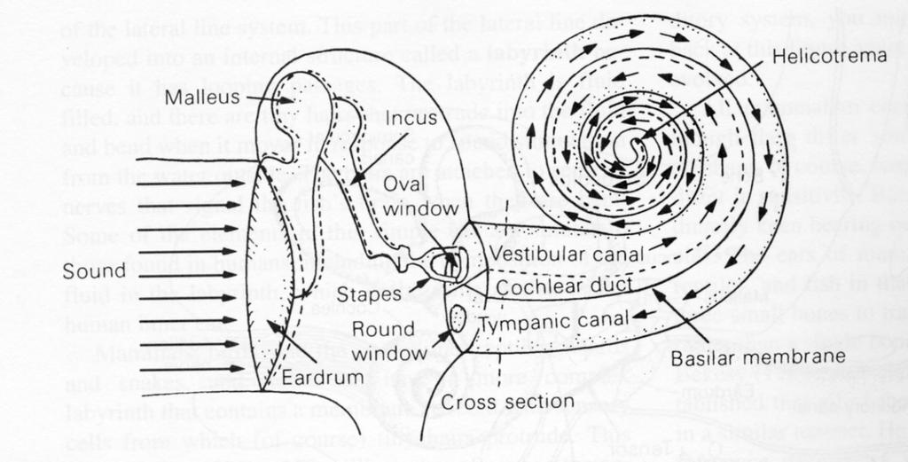 The Inner Ear From Coren, Ward, & Enns