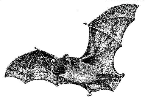 Species Action Plan for Sussex pipistrelle bat species Pipistrellus spp. 1. Introduction/Current Status The pipistrelles are Britain's smallest bats.