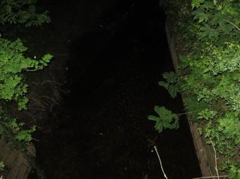 Foraging bat Plate 19 At least four bats were recorded foraging over the watercourse at Bridge 1 on