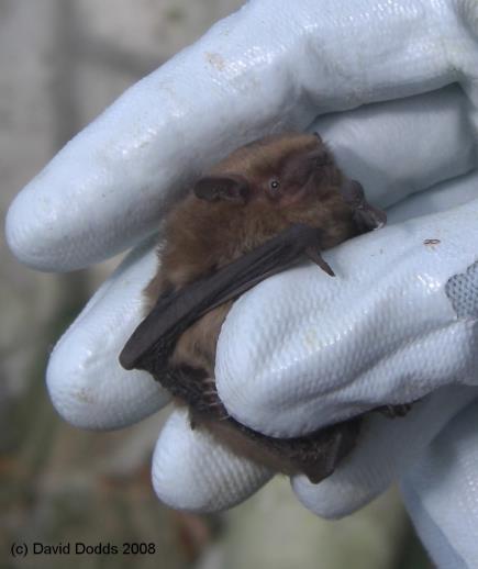 4. BAT SPECIES IN SCOTLAND Eight bat species are known to be found in Central Scotland (although three are infrequent) and were therefore considered in these surveys: Soprano Pipistrelle