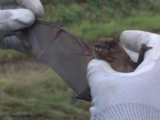 Daubenton s Bat (Myotis daubentonii) forages almost exclusively over water, eating insects and other arthropods gaffed from the water surface or caught in flight just above it.