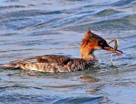 Red-Breasted Merganser Emil Heinze 10 female with Fish_