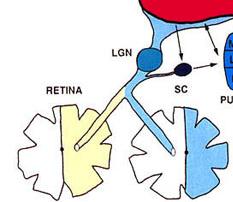 the retina crosses on its way to the brain Contralateral processing Neural fibers from eye cross on way to cortex The left
