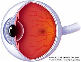 Prof. Greg Francis The interior of the eye is hollow, but is filled with a clear liquid passes through the cornea, lens, and fluid and projects on to the back of the eye The retina The image is