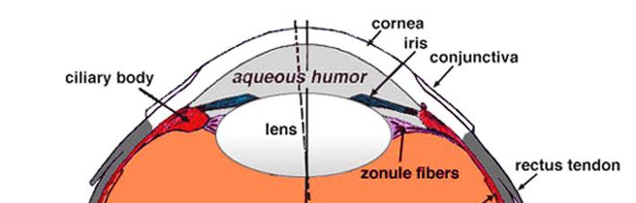 Accommodation (automatic) As you age, the lens loses flexibility and cannot be shaped so well Then you need glasses Much of the visible light that goes into the eye is absorbed by the detection