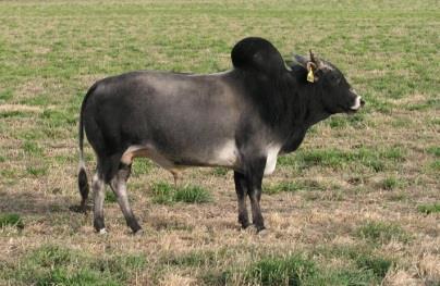 Zebu bull (Bos