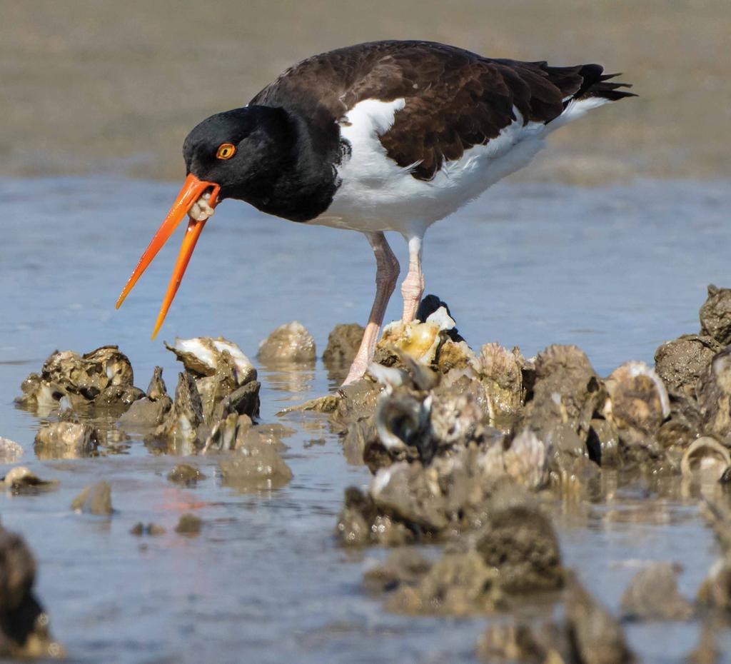 American oystercatcher OYSTER RESTORATION AT A LANDSCAPE SCALE The GEBF has made several investments to reverse a long-running decline in oyster populations along the Gulf Coast. The GEBF awarded $3.