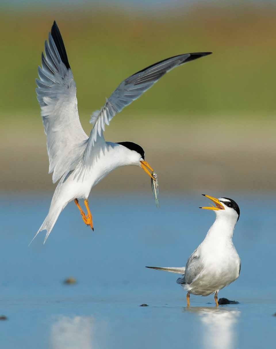 Least terns Magnificent frigatebirds Purple gallinule Greater shearwater BEACH AND DUNE HABITAT The GEBF has invested heavily in projects to restore beach and dune habitats along the Gulf, including