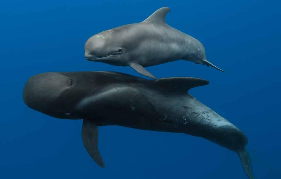 for the Gulf. The annual number of injured or dead marine mammals has remained at levels seen during the spill, prompting questions about the long-term health of these charismatic species.